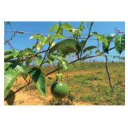 tugalt-alambre-para-tutoreo2 tugalt-alambre-para-tutoreo2